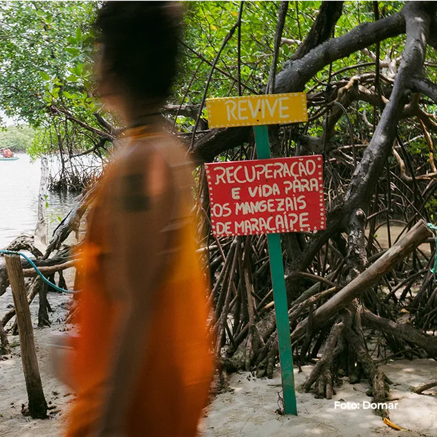 Placa "Recuperação e vida para os mangezais de Maracaípe" entre as raízes